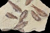 Fossil Fish (Gosiutichthys) Mortality Plate - Lake Gosiute #130003-1